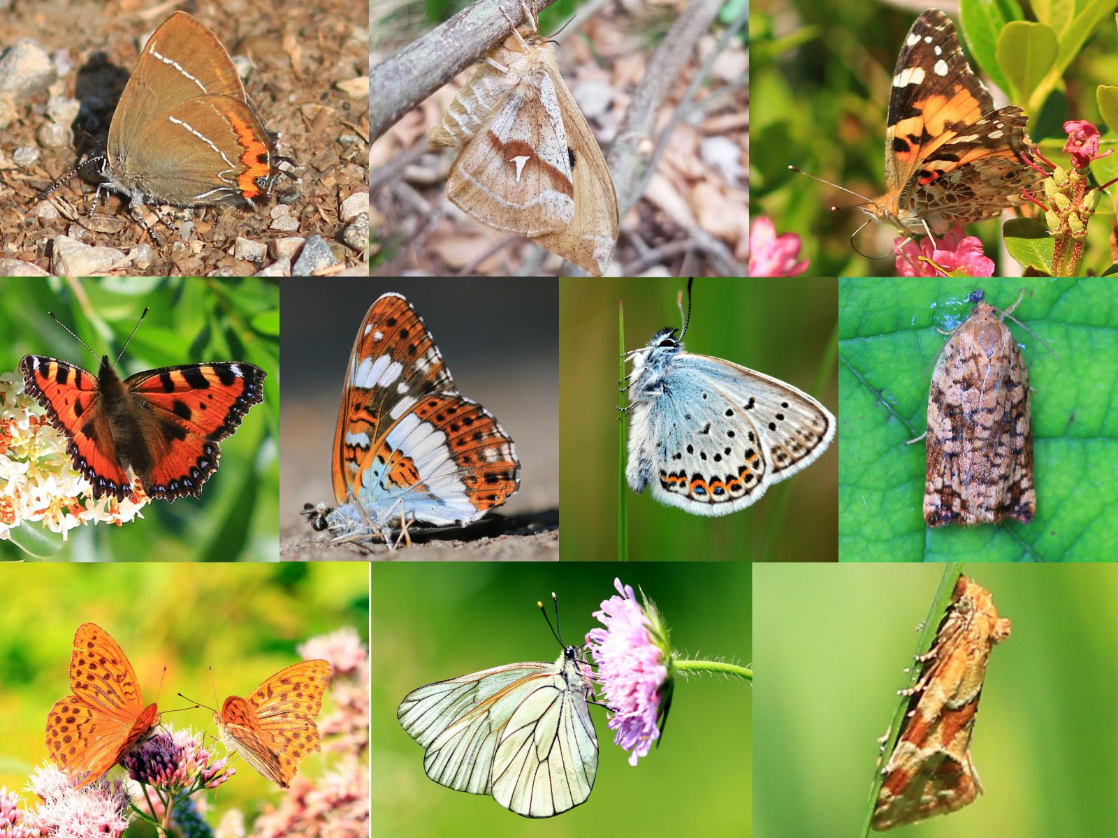 BISA Biodiversität im Schulalltag Insekten